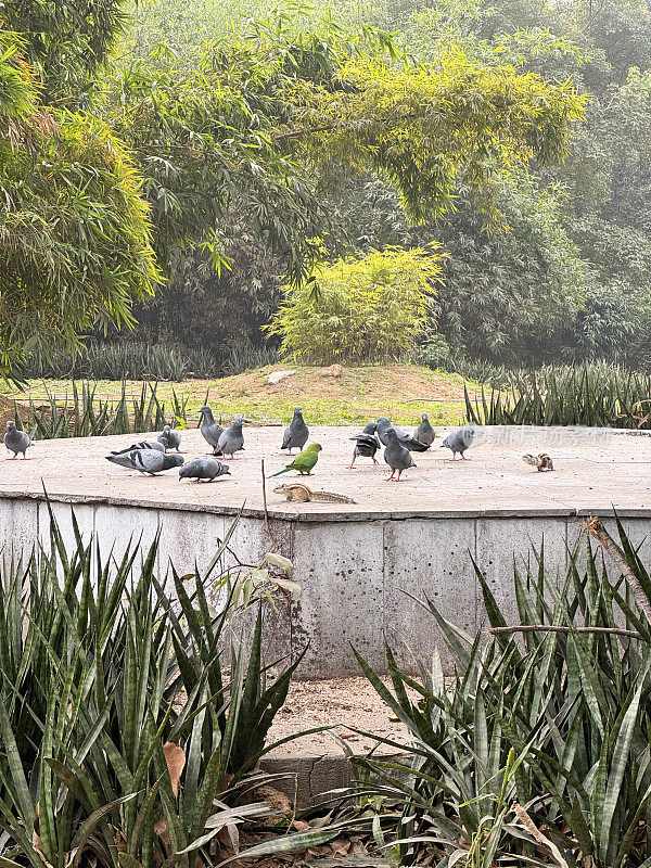 一群野鸽(Columba livia domestica)、绿色印度环颈长尾小鹦鹉(Psittacula krameri)和印度棕榈松鼠(Funambulus palmarum)在水泥台上觅食的图像，重点在前景